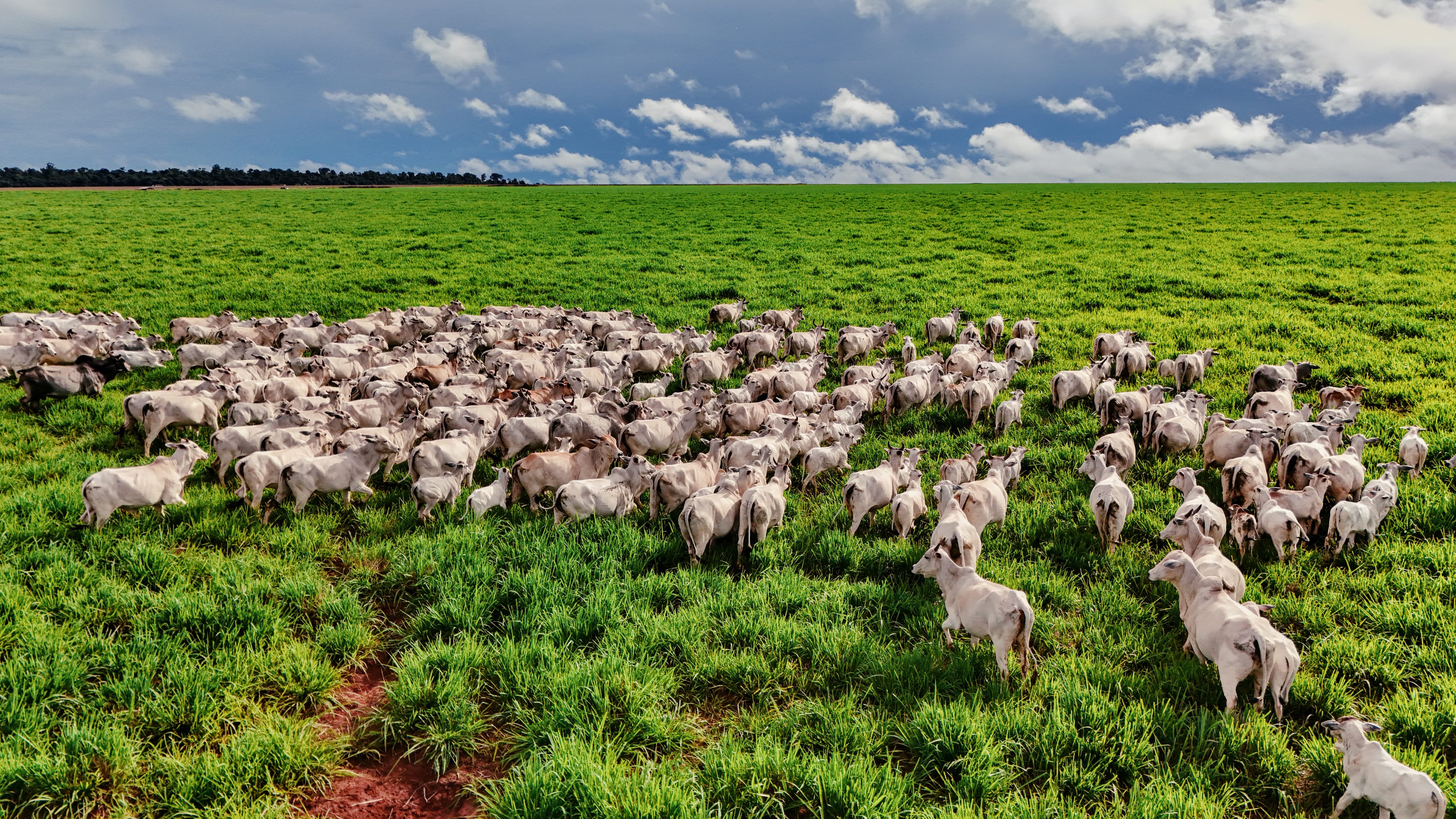 Fazenda Estrela
