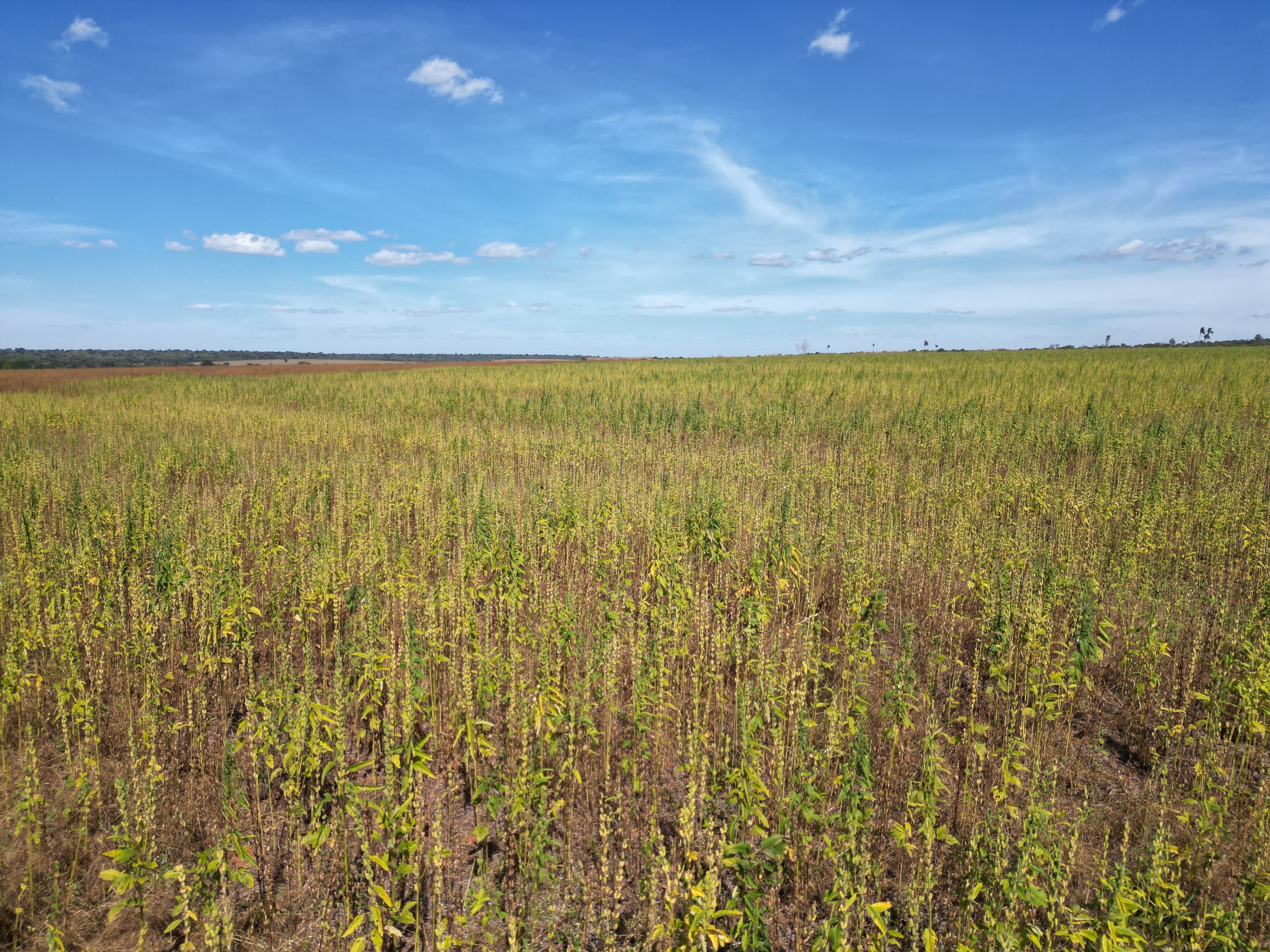 Fazenda Bonança